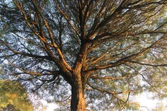 Ein Baum von unterhalb geschossen stockfotografie Ein Baum von unterhalb geschossen stockfotografie