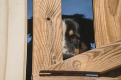 Ein bernese Gebirgshund blickt in Richtung der Kamera beim Bleiben hinter einem Zaun es kann gesehen werden nur eine Hälfte seine lizenzfreie stockbilder Ein bernese Gebirgshund blickt in Richtung der Kamera beim Bleiben hinter einem Zaun es kann gesehen werden nur eine Hälfte seine lizenzfreie stockbilder