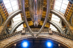 Ein Blauwalskelett, das in großem Hall am Naturgeschichtliches Museum in London England 1 hängt - 11 - 2018 lizenzfreie stockbilder Ein Blauwalskelett, das in großem Hall am Naturgeschichtliches Museum in London England 1 hängt - 11 - 2018 lizenzfreie stockbilder
