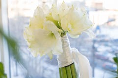 Ein Blumenstrau? von wei?em Amarilis Braut-, Feier und Birhtday-Konzept Hintergrund lizenzfreie stockfotos Ein Blumenstrau? von wei?em Amarilis Braut-, Feier und Birhtday-Konzept Hintergrund lizenzfreie stockfotos