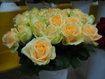 Ein Blumenstrauß von weißen und gelben Rosen stockfotos Ein Blumenstrauß von weißen und gelben Rosen stockfotos