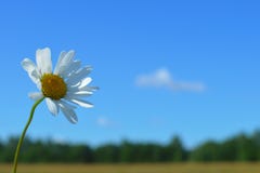 Ein Blumenstrauß weiße wilde camomiles vor dem hintergrund des blauen Himmels lizenzfreies stockbild Ein Blumenstrauß weiße wilde camomiles vor dem hintergrund des blauen Himmels lizenzfreies stockbild
