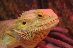 Ein bärtiger Drache, herauf nahes und persönliches stockbild Ein bärtiger Drache, herauf nahes und persönliches stockbild