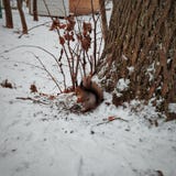Ein Eichh?rnchen stockfoto Ein Eichh?rnchen stockfoto