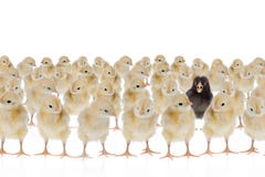 Ein eindeutiges Huhn Ein eindeutiges Huhn