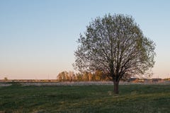 Ein einsamer Baum mitten in einem Feld gegen ein Dorf Herrliche Krone Halb offene Blätter Ist ein gr?nes Feld voll der Weizenanla stockbilder Ein einsamer Baum mitten in einem Feld gegen ein Dorf Herrliche Krone Halb offene Blätter Ist ein gr?nes Feld voll der Weizenanla stockbilder