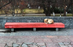 Ein einziger Schlafenhund auf der Straße lizenzfreie stockfotografie Ein einziger Schlafenhund auf der Straße lizenzfreie stockfotografie