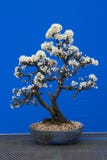 Ein erstaunliches Schlehdornbonsais Prunus spinosa Spezies der blühender Pflanze im rosafarbene Familie Rosaceae Eingemacht in ei lizenzfreie stockfotografie Ein erstaunliches Schlehdornbonsais Prunus spinosa Spezies der blühender Pflanze im rosafarbene Familie Rosaceae Eingemacht in ei lizenzfreie stockfotografie