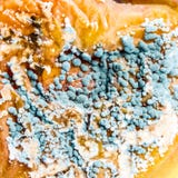 Ein fauler Apfel bedeckt mit Form stockfoto Ein fauler Apfel bedeckt mit Form stockfoto