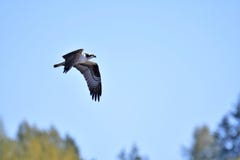 Ein Fischadler sucht nach den Fischen im Himmel stockfotos Ein Fischadler sucht nach den Fischen im Himmel stockfotos