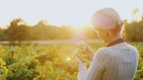 Ein Frauenlandwirt steht in einer Rebanlage ein Weintraube Die untergehende Sonne belichtet sie schön lizenzfreie stockfotos Ein Frauenlandwirt steht in einer Rebanlage ein Weintraube Die untergehende Sonne belichtet sie schön lizenzfreie stockfotos