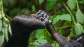Ein Fuß Berggorillas Nahaufnahme uganda Bwindi undurchdringlicher Forest National Park stockfotografie Ein Fuß Berggorillas Nahaufnahme uganda Bwindi undurchdringlicher Forest National Park stockfotografie