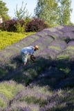 Ein ` Garten voll von Lavendel ` stockfotografie Ein ` Garten voll von Lavendel ` stockfotografie