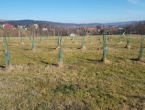 Ein Garten von Schösslingen von den jungen Obstbäumen gelegen auf einem grünen Hügel gegen den Hintergrund einer malerischen Land lizenzfreies stockbild Ein Garten von Schösslingen von den jungen Obstbäumen gelegen auf einem grünen Hügel gegen den Hintergrund einer malerischen Land lizenzfreies stockbild