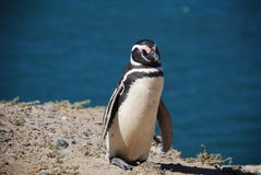 Ein gehender und ein Sonnenbad nehmender Magellan-Pinguin stockfotografie Ein gehender und ein Sonnenbad nehmender Magellan-Pinguin stockfotografie