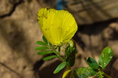 Ein gelber Farbschmetterling, der auf grünen Blättern sitzt stockfotos Ein gelber Farbschmetterling, der auf grünen Blättern sitzt stockfotos