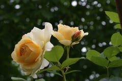 Ein gelbes Englisch rosafarbenes ` Graham Thomas-` mit einer schönen Blüte lizenzfreie stockfotos Ein gelbes Englisch rosafarbenes ` Graham Thomas-` mit einer schönen Blüte lizenzfreie stockfotos