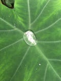 Ein glänzender Wassertropfen in der Mitte eines grünen Blattes stockbilder Ein glänzender Wassertropfen in der Mitte eines grünen Blattes stockbilder