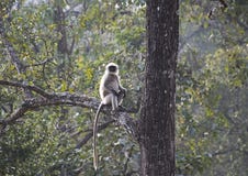 Ein grauer Langur, der auf einem Baum sitzt Lizenzfreies Stockfoto Ein grauer Langur, der auf einem Baum sitzt Lizenzfreies Stockfoto