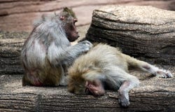 Ein großer Pavian, der ein anderes Tier in einem Zoo pflegt stockfotos Ein großer Pavian, der ein anderes Tier in einem Zoo pflegt stockfotos