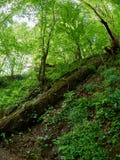 Ein großer gefallener Wald des Baums im Frühjahr lizenzfreie stockfotos Ein großer gefallener Wald des Baums im Frühjahr lizenzfreie stockfotos