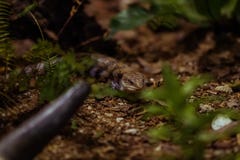 Ein hinterlistiges Reptil, das sein Opfer betrachtet lizenzfreie stockfotografie Ein hinterlistiges Reptil, das sein Opfer betrachtet lizenzfreie stockfotografie