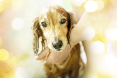 Ein Hund, der eine Dusche nimmt lizenzfreies stockbild Ein Hund, der eine Dusche nimmt lizenzfreies stockbild