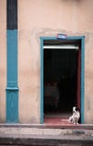 Ein Hund in einem kubanischen Haus lizenzfreie stockfotos Ein Hund in einem kubanischen Haus lizenzfreie stockfotos