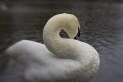 Ein Höckerschwan, der am Rand eines Teichs sich putzt stockfotografie Ein Höckerschwan, der am Rand eines Teichs sich putzt stockfotografie