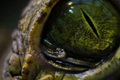 Ein interessanter Moment in der Natur Des Krokodils des Auges Abschluss oben lizenzfreie stockbilder Ein interessanter Moment in der Natur Des Krokodils des Auges Abschluss oben lizenzfreie stockbilder