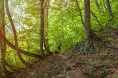 Ein Jungenreisender mit Wanderstockwege entlang einer Spur in einem dichten grünen Wald im Sonnenunterganglicht stockfotos Ein Jungenreisender mit Wanderstockwege entlang einer Spur in einem dichten grünen Wald im Sonnenunterganglicht stockfotos