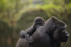 Ein junger Babygorilla auf der Rückseite der Mutter stockbild Ein junger Babygorilla auf der Rückseite der Mutter stockbild