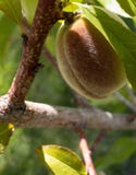 Ein junger Pfirsich auf einem Pfirsichbaum lizenzfreies stockfoto Ein junger Pfirsich auf einem Pfirsichbaum lizenzfreies stockfoto