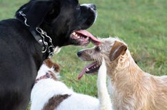 Ein junger, spielerischer Hund-Jack Russell-Terrier lässt Wiese im Herbst mit einem anderen großen schwarzen Hund laufen Stockfoto Ein junger, spielerischer Hund-Jack Russell-Terrier lässt Wiese im Herbst mit einem anderen großen schwarzen Hund laufen Stockfoto
