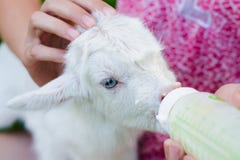 Ein junges Mädchen zieht eine neugeborene Ziege mit Milch von einer Flasche mit der Attrappe des Babys ein stockfotos Ein junges Mädchen zieht eine neugeborene Ziege mit Milch von einer Flasche mit der Attrappe des Babys ein stockfotos
