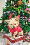 Ein kleiner Chihuahuahund in den Rotwildhörnern und in einem Kostüm des neuen Jahres auf dem Hintergrund des Weihnachtsbaums stockbild Ein kleiner Chihuahuahund in den Rotwildhörnern und in einem Kostüm des neuen Jahres auf dem Hintergrund des Weihnachtsbaums stockbild
