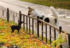 Ein Kleiner Schwarzer Hund Und Ein Grosser Weisser Hundeblick Auf Einander Durch Einen Kleinen Zaun Stockbild Bild Von Zaun Schwarzer