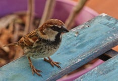 Ein kleiner Spatz stockfoto Ein kleiner Spatz stockfoto