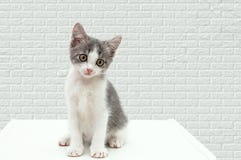 Ein kleines Kätzchen sitzt auf einem Gehsteig lizenzfreie stockfotos Ein kleines Kätzchen sitzt auf einem Gehsteig lizenzfreie stockfotos