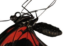 Ein Körper des Scharlachrots mormonischer Schmetterling, Papilio-rumanzovia, wird auf Weiß lokalisiert stockbilder Ein Körper des Scharlachrots mormonischer Schmetterling, Papilio-rumanzovia, wird auf Weiß lokalisiert stockbilder