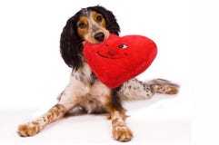 Ein liebevoller Hund stockbild Ein liebevoller Hund stockbild