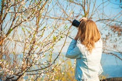 Ein Mädchen macht Fotos einer blühenden Baumnahaufnahme des Frühlinges Natürliche Beschaffenheit eines Baums stockfotos Ein Mädchen macht Fotos einer blühenden Baumnahaufnahme des Frühlinges Natürliche Beschaffenheit eines Baums stockfotos