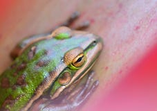 Ein Nahaufnahmefoto eines Frosch Litoria-aurea; Grüne und goldene Bell-Frosch, der in Bromellia-Anlage stillsteht; flache Schärfe lizenzfreie stockbilder Ein Nahaufnahmefoto eines Frosch Litoria-aurea; Grüne und goldene Bell-Frosch, der in Bromellia-Anlage stillsteht; flache Schärfe lizenzfreie stockbilder