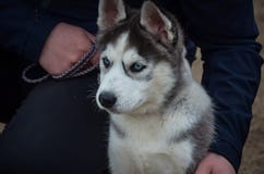 Ein netter heiserer Welpe mit blauen Augen sitzt nahe bei dem Bein des Meisters, das den Abstand untersucht Die erste Hundeshow stockbild Ein netter heiserer Welpe mit blauen Augen sitzt nahe bei dem Bein des Meisters, das den Abstand untersucht Die erste Hundeshow stockbild