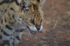 Ein netter und kleiner Serval, der entlang wir in einer Spielreserve anstarrt lizenzfreie stockfotos Ein netter und kleiner Serval, der entlang wir in einer Spielreserve anstarrt lizenzfreie stockfotos