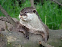 Ein Otter im Ruhezustand
