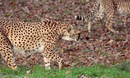 Ein Paar Geparde Acinonyx jubatus lizenzfreie stockbilder Ein Paar Geparde Acinonyx jubatus lizenzfreie stockbilder
