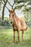 Ein Pferd lizenzfreie stockbilder Ein Pferd lizenzfreie stockbilder