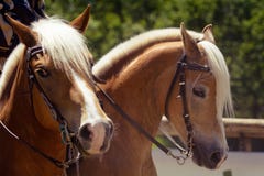 Ein Pferdekopf haflinger orange Brauns mit der weißen Mähne und braunen dem Halter, die rechtes Porträt schaut stockbild Ein Pferdekopf haflinger orange Brauns mit der weißen Mähne und braunen dem Halter, die rechtes Porträt schaut stockbild