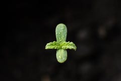 Ein Pflänzchen von Hanfsämlingen Das Stadium des Vegetationshanfs Abschluss oben Bearbeitung in einem Innenmarihuana stockbild Ein Pflänzchen von Hanfsämlingen Das Stadium des Vegetationshanfs Abschluss oben Bearbeitung in einem Innenmarihuana stockbild